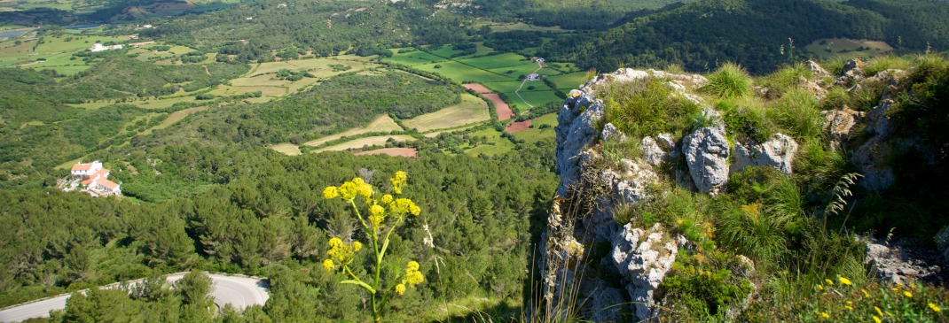Grüne Landschaft auf Menorca, Spanien